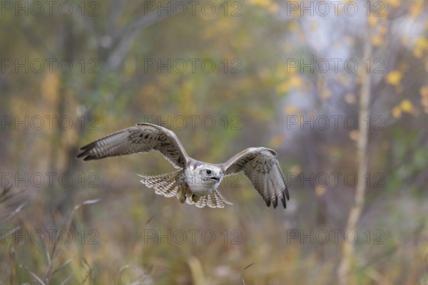 Sakerfalke, Wuergfalke, lat. Falco cherrug, im Flug von vorn mit herbstfarbener Vegetation