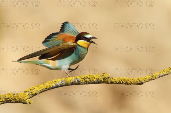 European Bee-eater (Merops apiaster), France, Europe