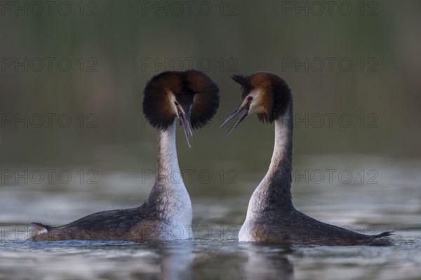 Great Crested Grebe (Podiceps cristatus) pair displaying, North Rhine-Westphalia, Germany, Europe