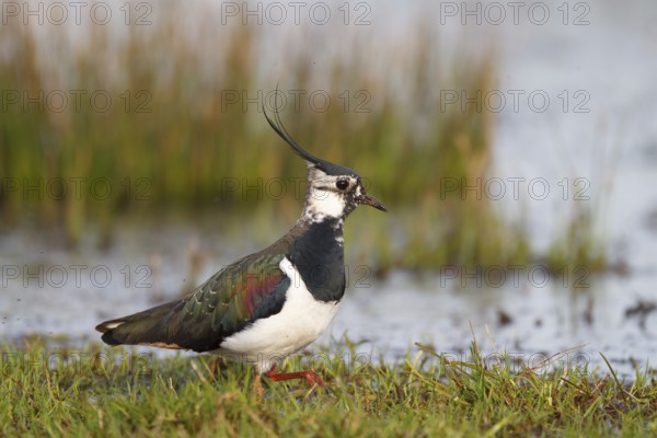 Northern Lapwing (Vanellus vanellus) male, North Rhine-Westphalia, Germany, Europe