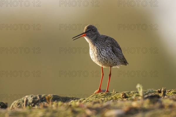 Common Redshank (Tringa totanus), North Rhine-Westphalia, Germany, Europe