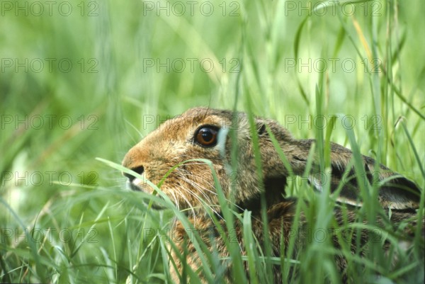 European brown hare (Lepus europaeus) sitting in its manger in a meadow, North Rhine-Westphalia, Germany, Europe