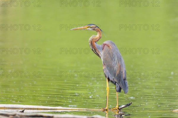 Purple heron (Ardea purpurea), standing on a branch in the water, wildlife, birds, heron, rare breeding bird, migratory bird, Waghäusel, Baden-Württemberg, Germany, Europe