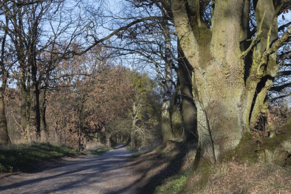 Cobbled street with old oak trees, Schorfheide, Brandenburg, Germany, Europe