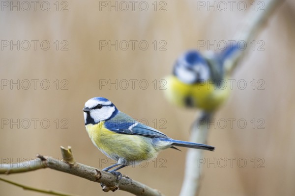 Blue Tit (Parus Caeruleus) Germany