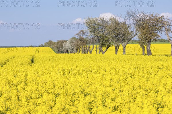 Rape field (Brassica napus) in bloom, in between an avenue with blossoming fruit trees, Saxon Elbland, Saxony, Germany, Europe