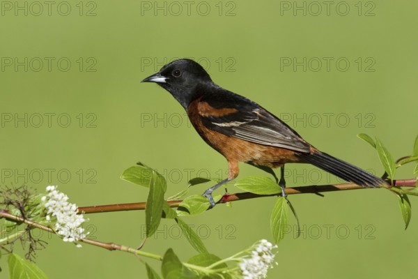 Orchard Oriole (Icterus spurius) male, Ohio, USA, North America