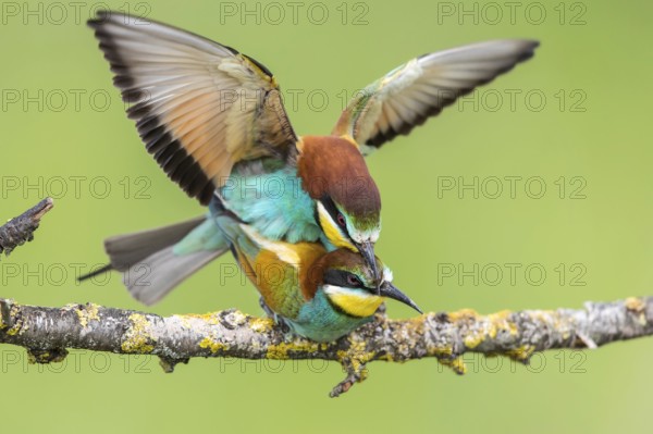 European Bee-eater (Merops apiaster) pair mating, Subotica, Serbia, Europe