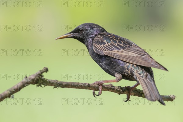 Common Starling (Sturnus vulgaris) perched on a branch, Lower Saxony, Germany, Europe