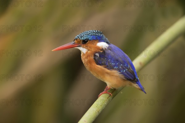 Malachite Kingfisher (Corythornis cristatus), Lake Hawassa, Ethiopia, Africa