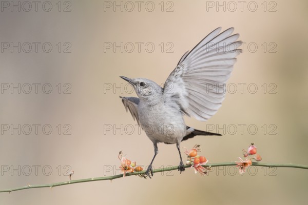 Blackstart (Oenanthe melanura) perched on a twig, Eilat, Israel, Asia