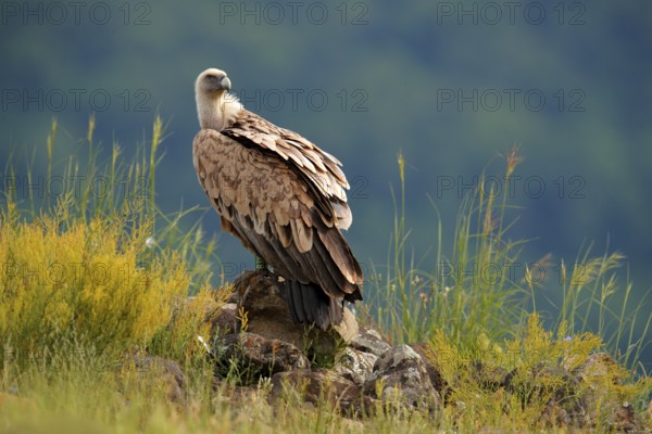 Griffon Vulture, Gyps fulvus, big birds of prey sitting on rocky mountain, nature habitat, Madzarovo, Bulgaria, Eastern Rhodopes. Wildlife from Balkan. Wildlife scene from nature. Blue flower on rock, Europe