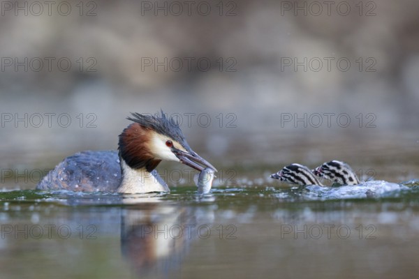 Great Crested Grebe (Podiceps cristatus) feeding chicks, North Rhine-Westphalia, Germany, Europe