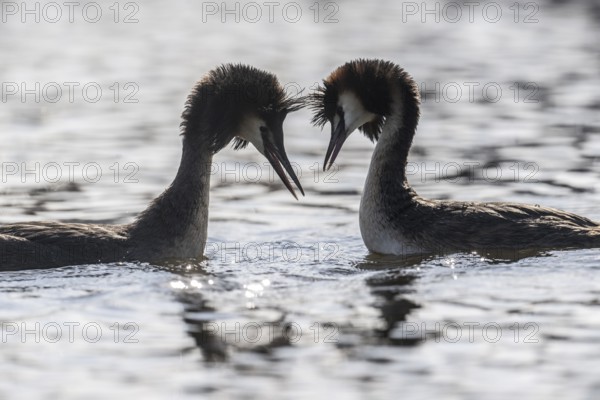 Great Crested Grebe (Podoceps cristatus), Emsland, Lower Saxony, Germany, Europe