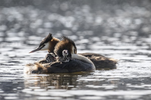 Great Crested Grebe (Podiceps Scalloped ribbonfish) with juveniles, Emsland, Lower Saxony, Germany, Europe