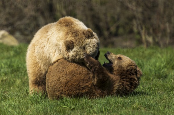 Two bears play with each other in the green grass and are on the move, brown bear (Ursus (arctos), Germany, Europe
