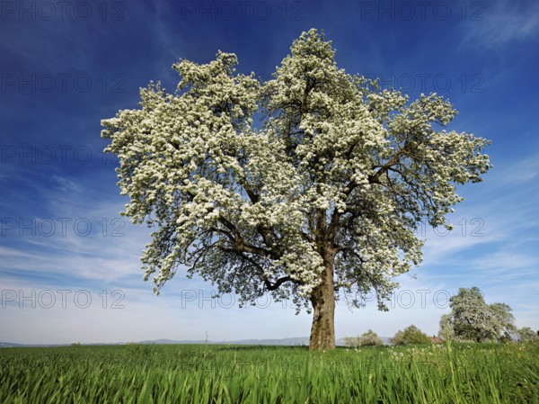 Flowering pear tree (Pyrus communis), Beinwil, Freiamt, Canton Aargau, Switzerland, Europe