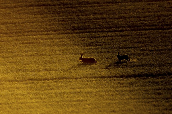 European brown hare (Lepus europaeus) two adult animals running in a farmland cereal field, England, United Kingdom, Europe