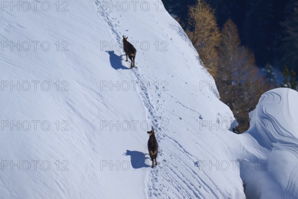 Two chamois (Rupicapra rupicapra), walking along a snowy mountain slope, surrounded by trees in the background. Quiet winter scene, Gemmi Pass, Leukerbad, Leuk, Valais, Switzerland, Europe