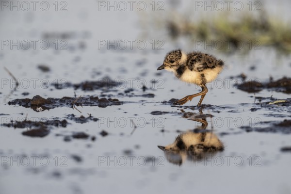Young lapwing (Vanellus vanellus), Lower Saxony, Germany, Europe