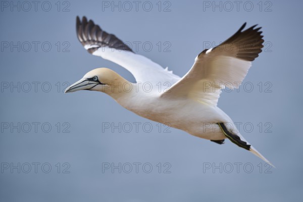 Northern gannet (Morus bassanus) flying over the sea, wildlife, Helgoland, Germany, Europe