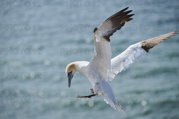 Northern gannet (Morus bassanus) flying over the sea, landing, wildlife, Helgoland, Germany, Europe