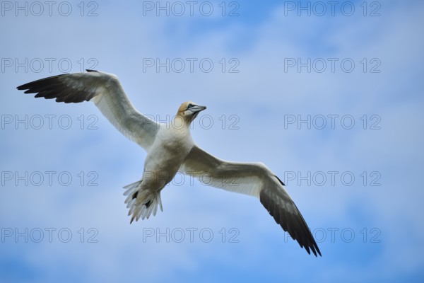 Northern gannet (Morus bassanus) flying in the sky, wildlife, Helgoland, Germany, Europe
