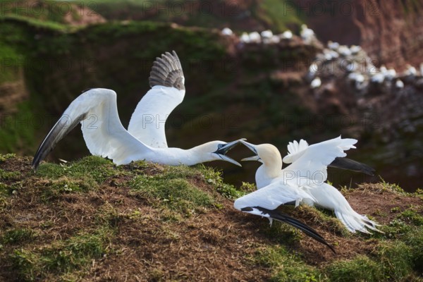 Northern gannet (Morus bassanus) arguing with each other on the ground, wildlife, Helgoland, Germany, Europe