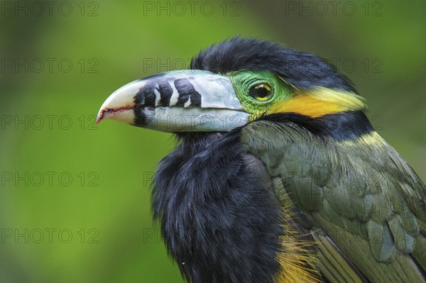 Spot-billed Toucanet (Selenidera maculirostris) feeding on palm fruits in the Atlantic rainforest of southeast Brazil