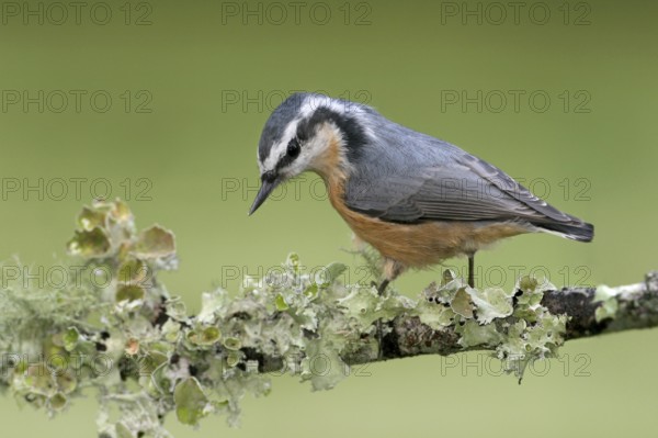 Red-breasted Nuthatch (Sitta canadensis), Ohio, USA, North America