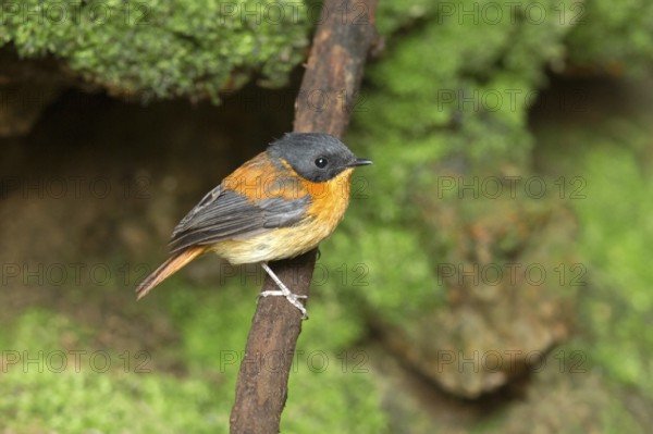 Black-and-orange Flycatcher (Ficedula nigrorufa) female perched on a branch, Kerala, India, Asia