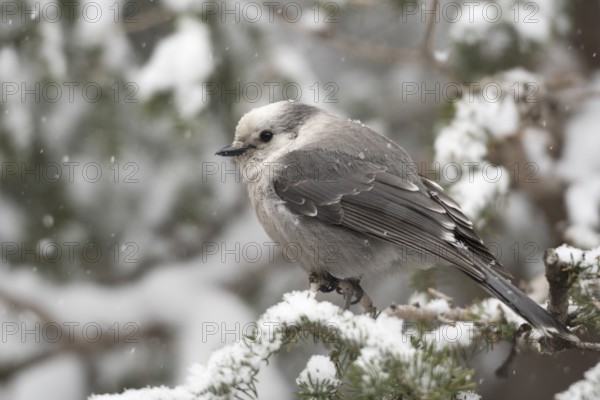 Grey Jay (Perisoreus canadensis) perched on a snowy branch, Wyoming, USA, North America