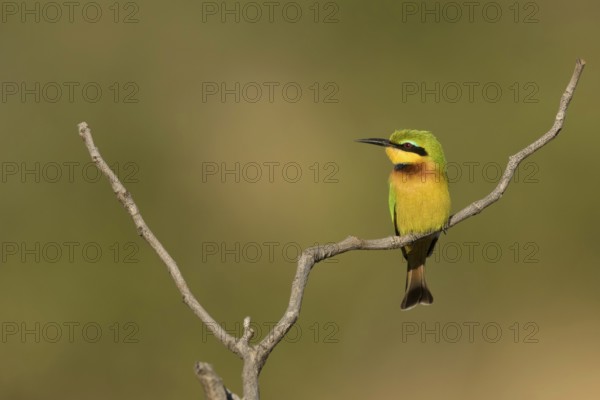 Dwergbijeneterzittend op tak, Little Bee-eater on pearch