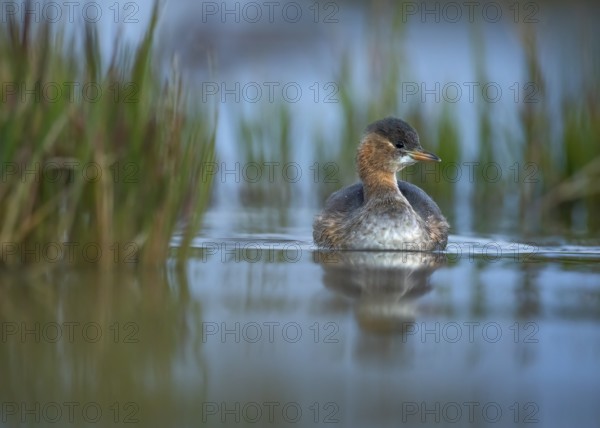 Little Grebe (Tachybaptus ruficollis) juvenile, Gauteng, South Africa, Africa
