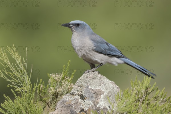 Mexican Jay (Aphelocoma wollweberi) perched on a rock, Arizona, USA, North America