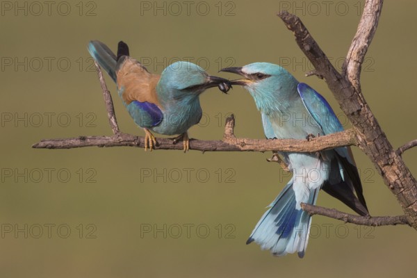 European Roller (Coracias garrulus) male with a beetle as a bridal gift for the female, Subotica, Serbia, Europe