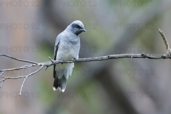 Black-faced Cuckooshrike (Coracina novaehollandiae) juvenile perched on a branch, Victoria, Australia, Oceania