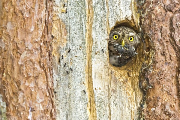 Eurasian Pygmy Owl (Glaucidium passerinum) female looking out of breeding cavity looking out of breeding cavity with pellet in beak, Bavaria, Germany, Europe