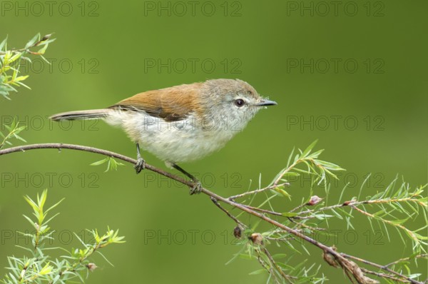 Brown Gerygone (Gerygone mouki), Victoria, Australia, Oceania