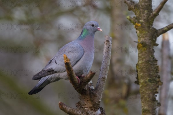 Stock Dove (Columba oenas), North Rhine-Westphalia, Germany, Europe
