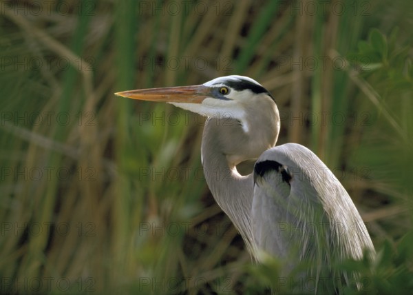 A portrait of a Great Blue Heron in a cattail marsh in Everglades National Park Florida