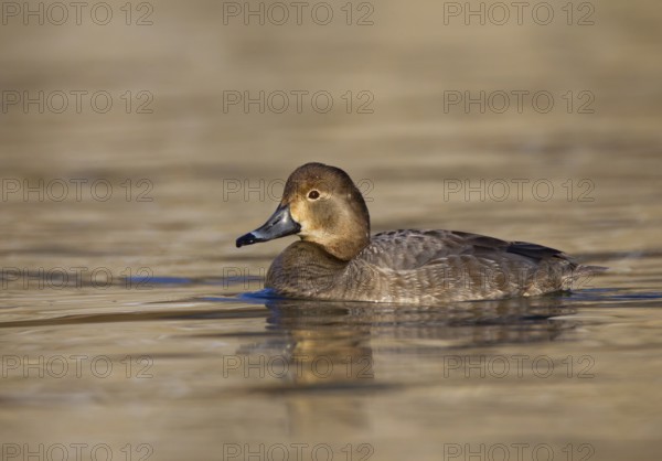 Redhead (Aythya americana) female, Ohio, USA, North America