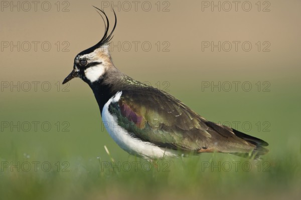 Northern Lapwing (Vanellus vanellus), Schleswig-Holstein, Germany, Europe