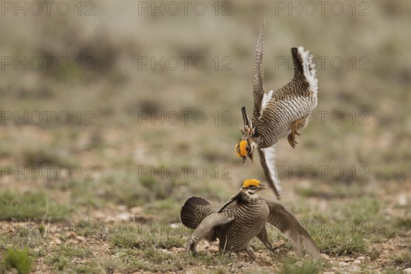 Lesser Prairie Chicken (Tympanuchus pallidicinctus) male, New Mexico, USA, North America