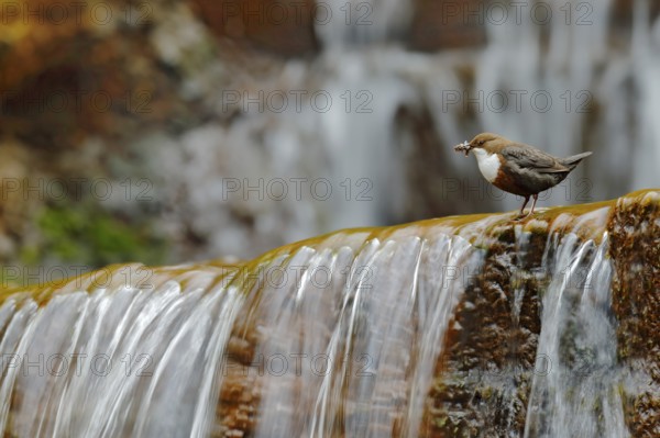 White-throated Dipper, Cinclus cinclus, brown bird with white throat in the river, waterfall in the background, animal behavior in the nature habitat, with food in the bill, nesting time, wildlife Germany