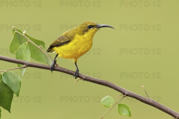 Olive-backed Sunbird (Cinnyris jugularis) female, Queensland, Australia, Oceania