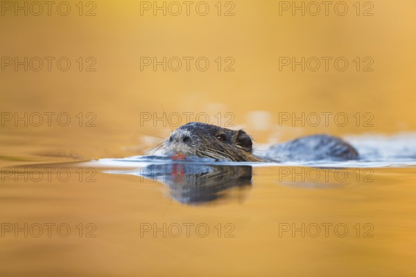 Nutria, Myocastor coypus Coypu, Myocastor coypus