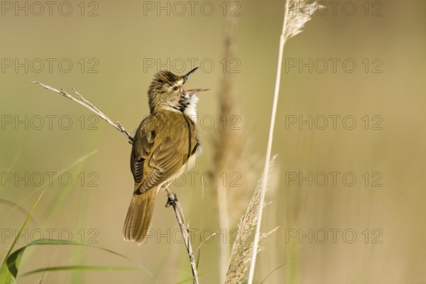 Great Reed Warbler (Acrocephalus arundinaceus) singing, Castile-La Mancha, Spain, Europe