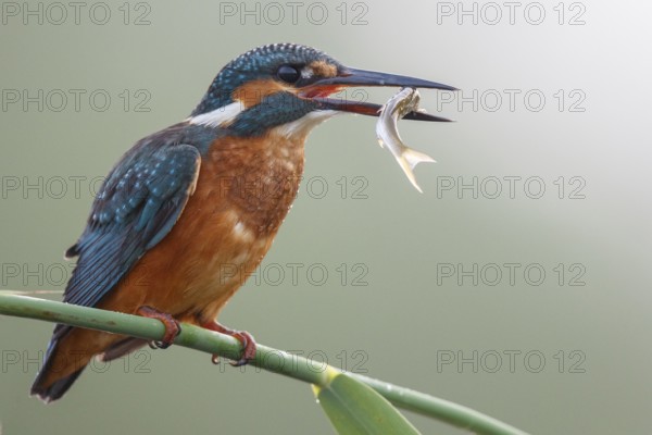 Common Kingfisher (Alcedo atthis) female perched on reed with captured fish in its beak, North Rhine-Westphalia, Germany, Europe