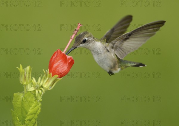 Ruby-throated Hummingbird (Archilochus colubris), Texas, USA, North America